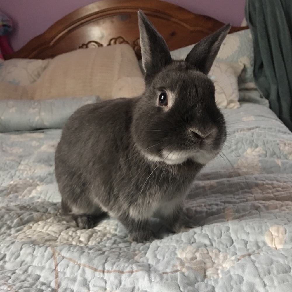 Meet your Posher, Lana